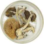 African Cubensis (Panaeolus africanus) | Organic Shroom Canada