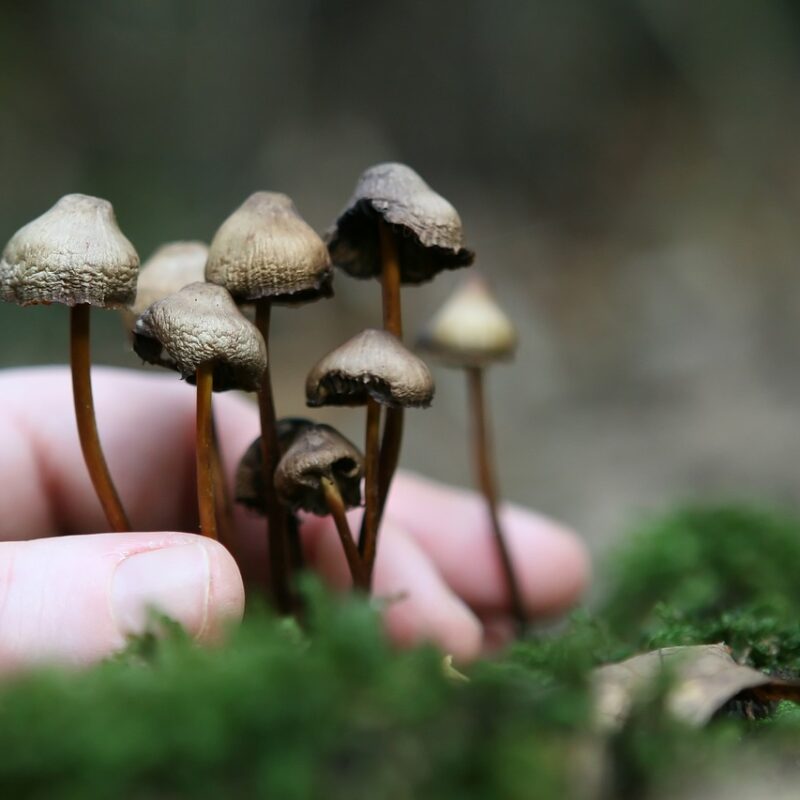 Guide to Magic Mushrooms | Organic Shroom Canada