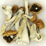 Creeper | Organic Shroom Canada