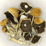 Penis Envy Cubensis | Organic Shroom Canada