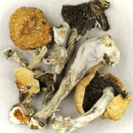 Thai Elephant | Organic Shroom Canada