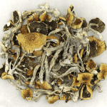 Daddy Long Legs | Organic Shroom Canada