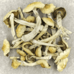Blue Magnolia Rust | Organic Shroom Canada