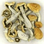 Vietnamese | Organic Shroom Canada