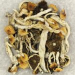 Cuban | Organic Shroom Canada