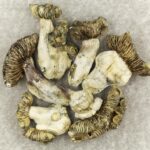 White Burma | Organic Shroom Canada