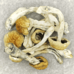 Chitwan Nepal | Organic Shroom Canada