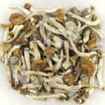 Florida White | Organic Shroom Canada