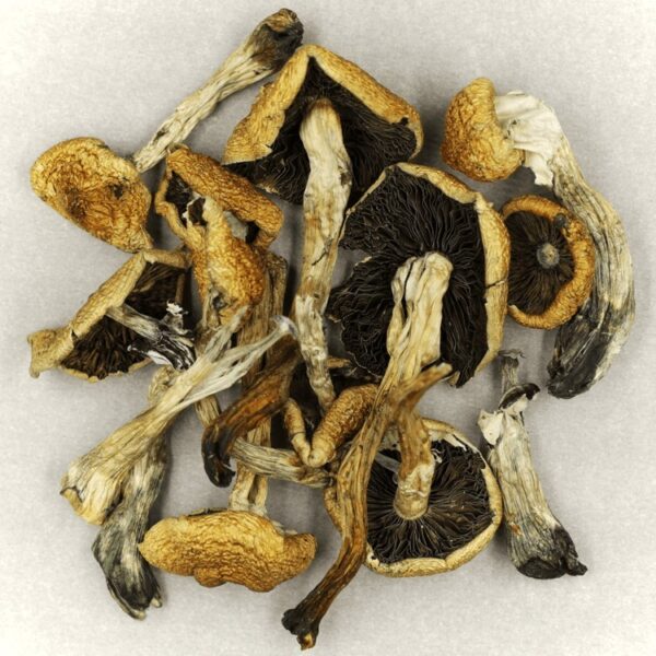 Malabar | Organic Shroom Canada