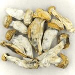 Melmac | Organic Shroom Canada