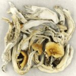 Treasure Coast | Organic Shroom Canada