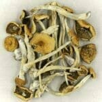 Mexicana | Organic Shroom Canada