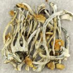 Amazonian Cubensis | Organic Shroom Canada