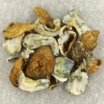 King Kong | Organic Shroom Canada
