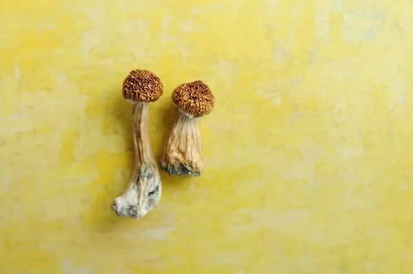 Lemon Tek at Zoomies Canada | Organic Shroom Canada