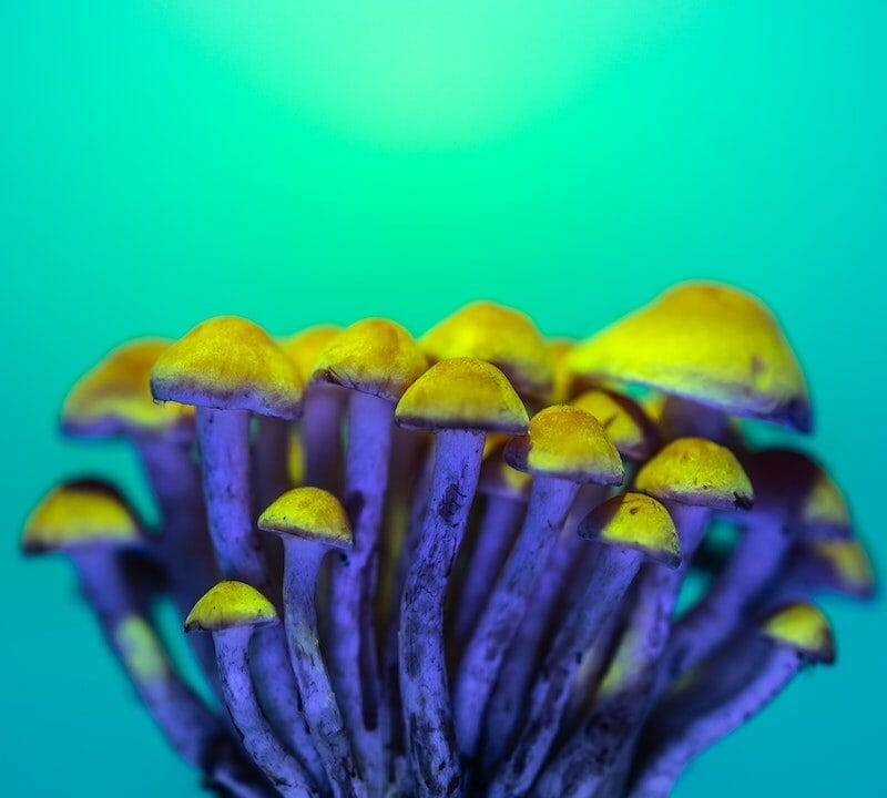 LSD Edibles | Organic Shroom Canada