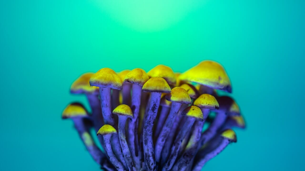 The Chemistry of Psychedelics: LSD-Infused Edibles and Their Potential for Psychedelic Experiences