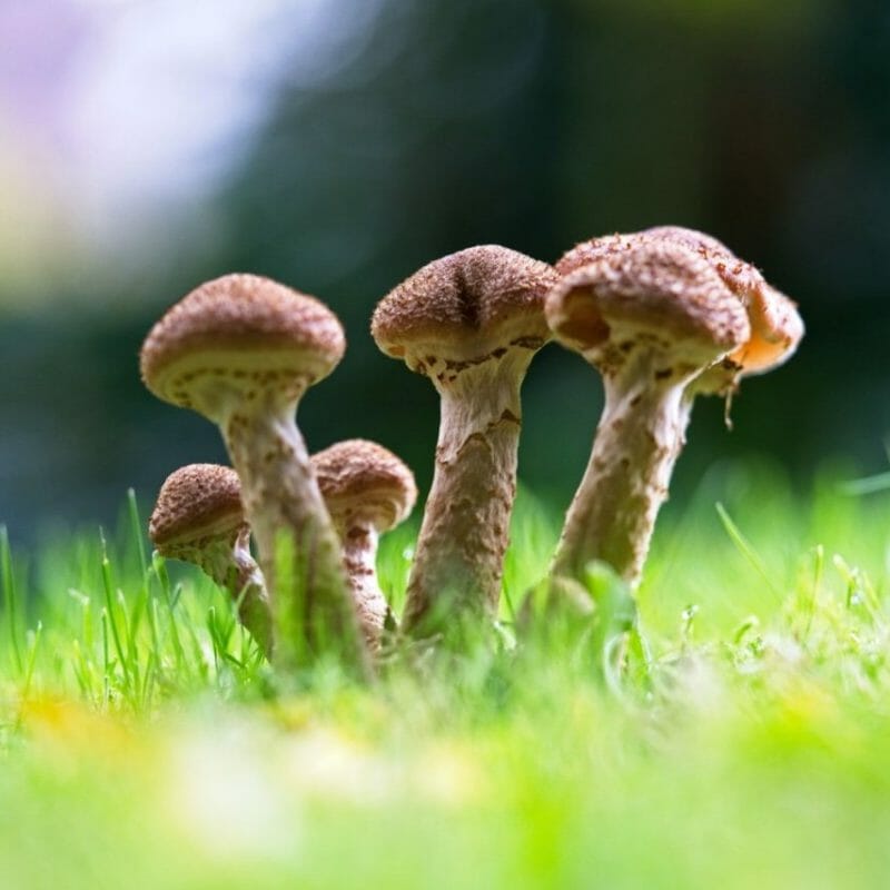 Mushroom Dispensary | Organic Shroom Canada