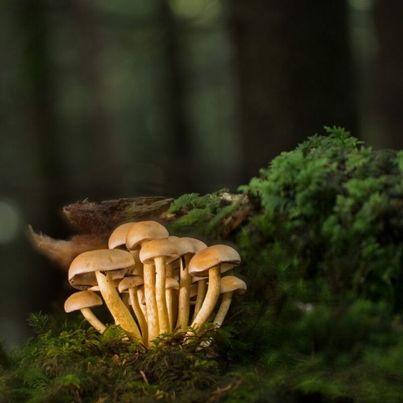 Strongest Mushroom Strains | Organic Shroom Canada
