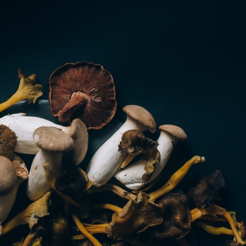 Dried Shrooms | Organic Shroom Canada