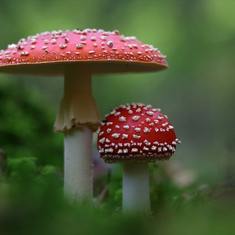 Magic Mushrooms Canada | Organic Shroom Canada