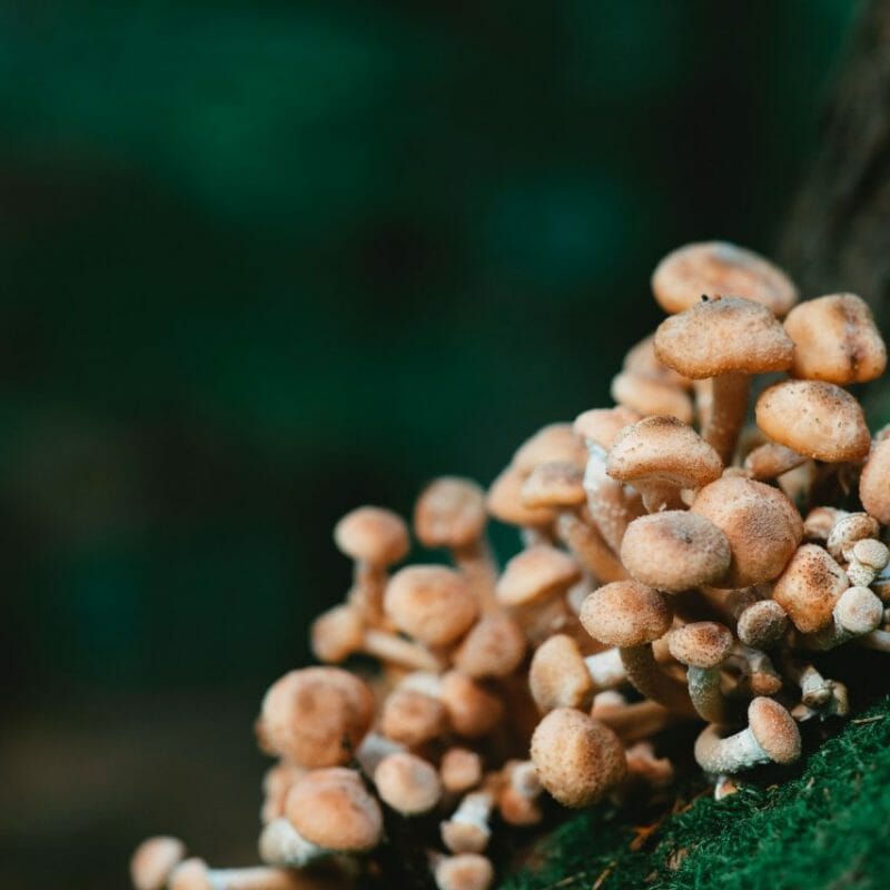 Mushroom Dispensary - Zoomies | Organic Shroom Canada