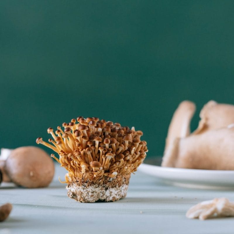 Buy Magic Mushroom | Organic Shroom Canada