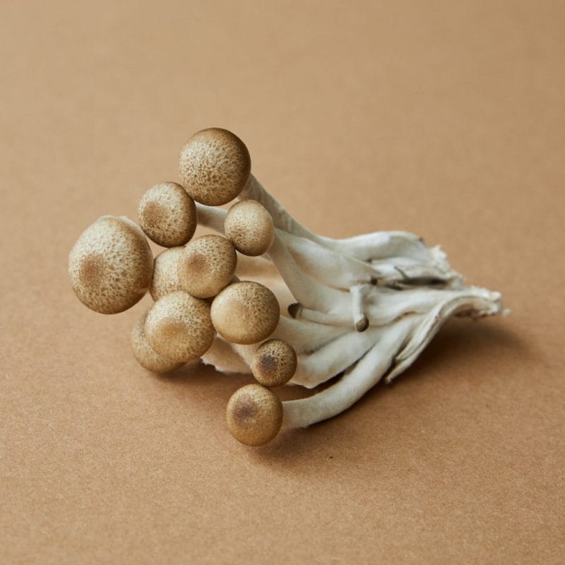 strongest mushroom strain | Organic Shroom Canada