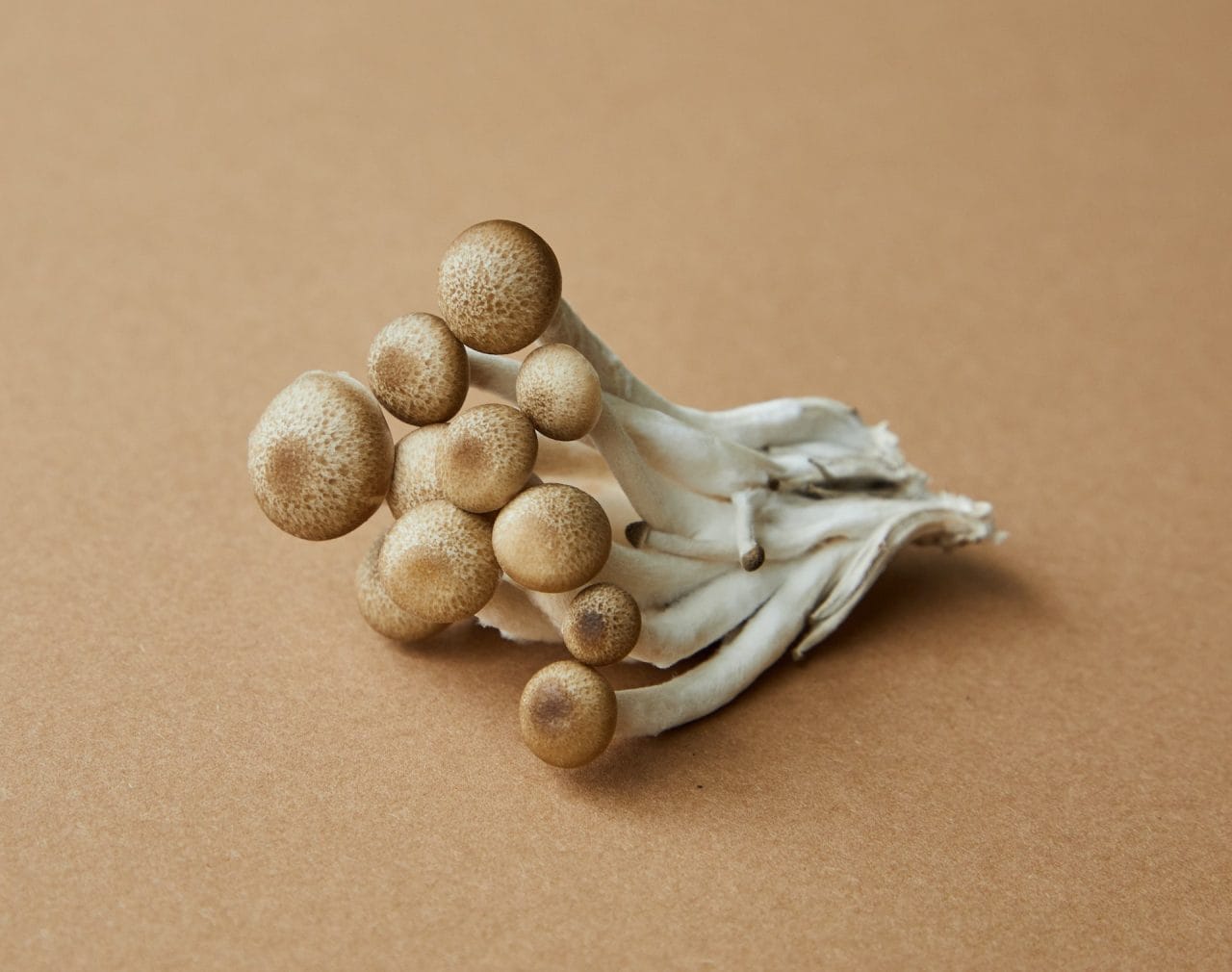 In-depth Examination: Unveiling the Potency of the Penis Envy Mushroom Strain