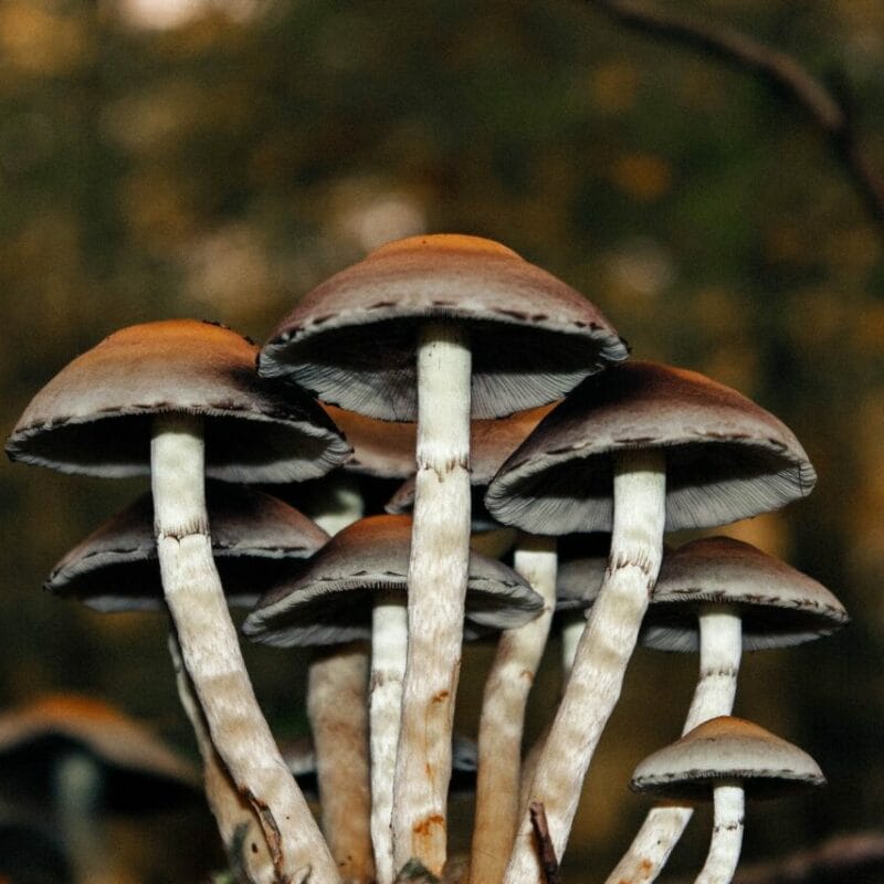 Microdose Mushrooms | Organic Shroom Canada