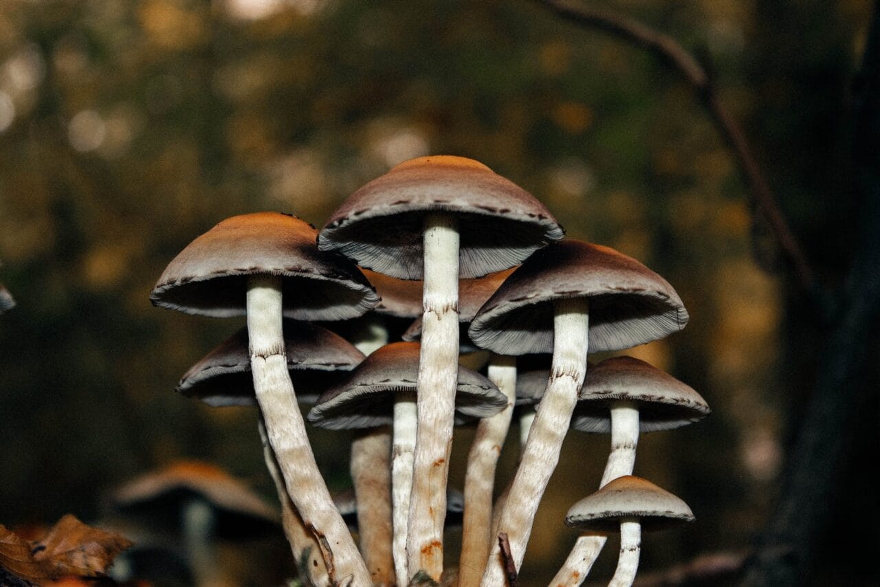A Collection of Case Studies on the Use of Microdose Mushrooms for the Alleviation of Chronic Pain