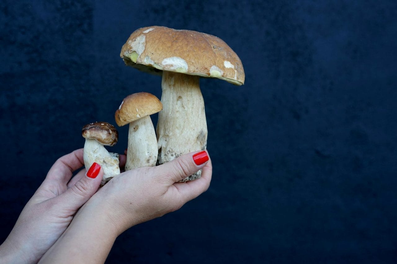 Five Essential Mushrooms To Try In Your Area