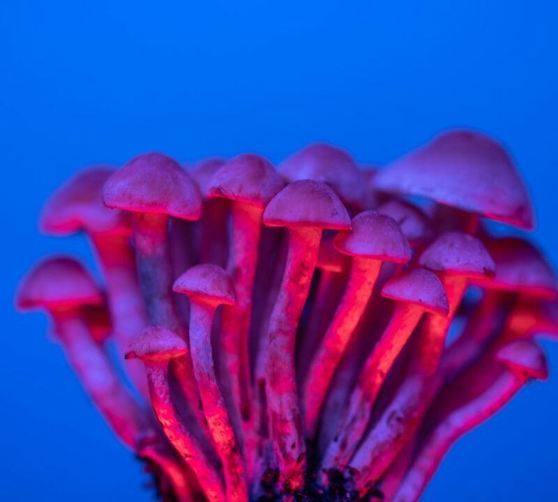 Shrooms Delivery in Canada | Organic Shroom Canada