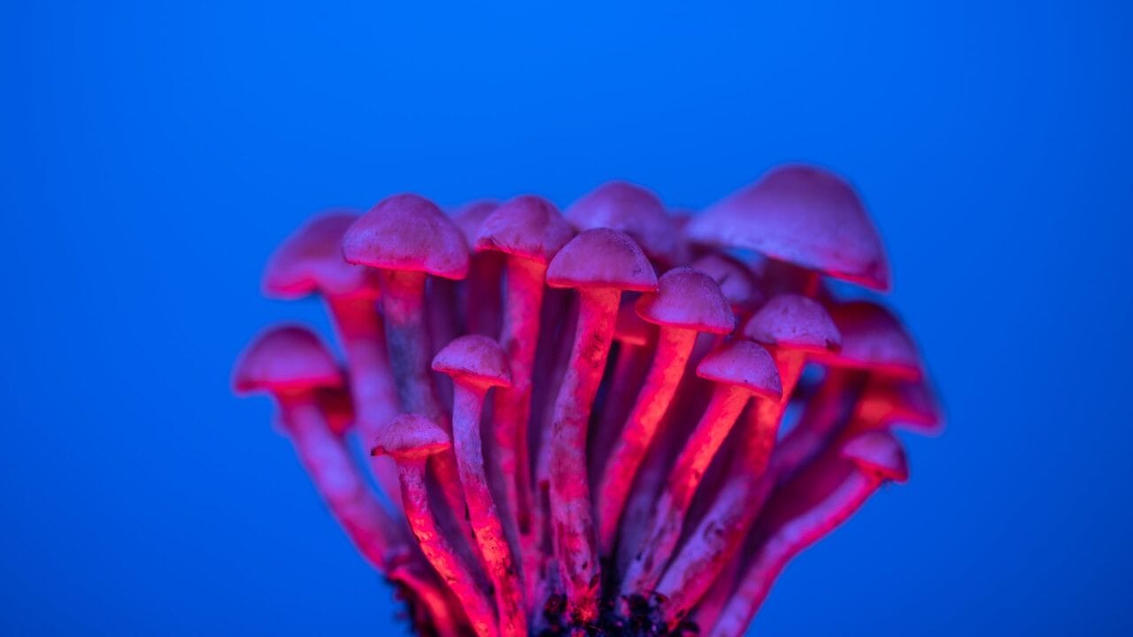 Delivery of Shrooms for Boosting Cognitive Abilities: Unveiling the Advantages of Nootropics