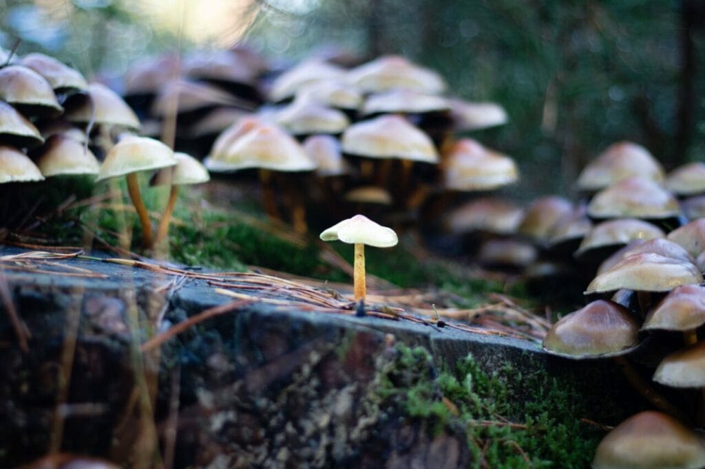 Shroom Delivery at Organic Shroom Canada