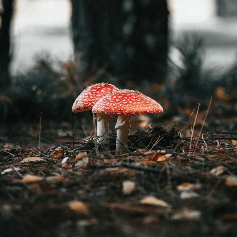 Shroom online delivery at Zoomies Canada | Organic Shroom Canada