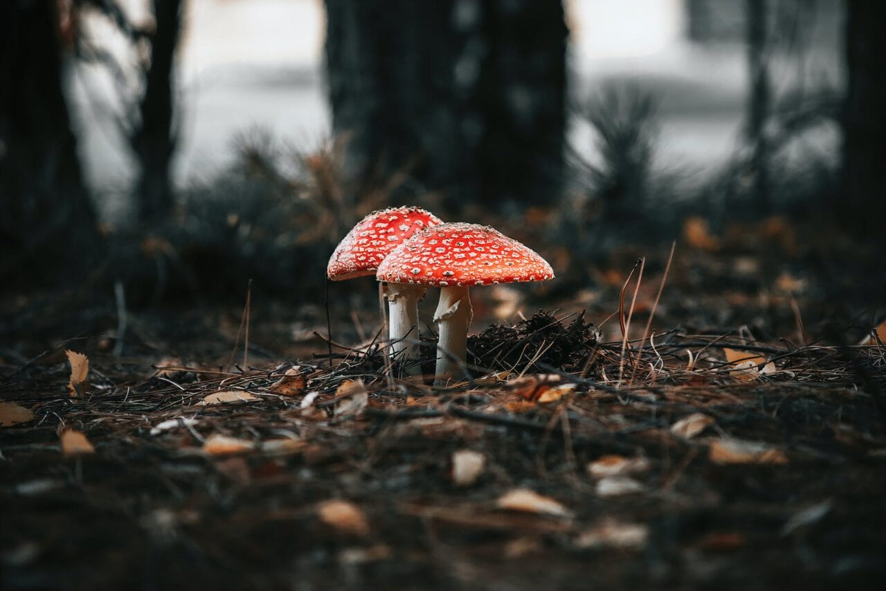 The Revolution of Psilocybin: Its Production, Ongoing Research, and Prospective Future Path