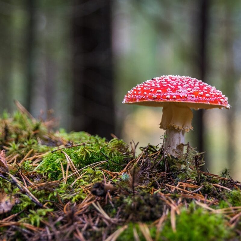Shrooms Online in Canada | Organic Shroom Canada