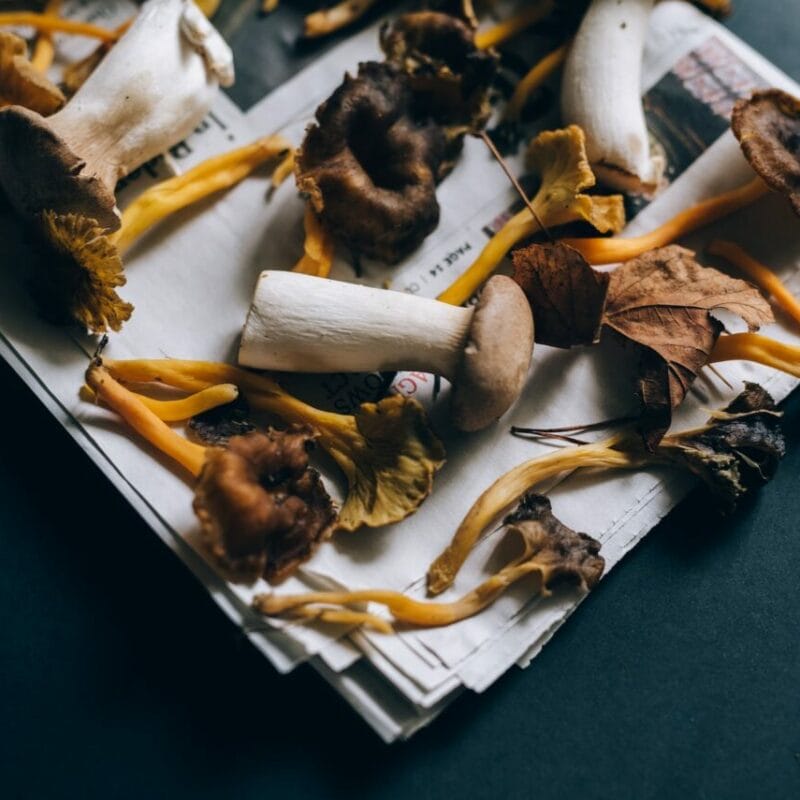 Mushroom chocolate at Zoomies Canada | Organic Shroom Canada