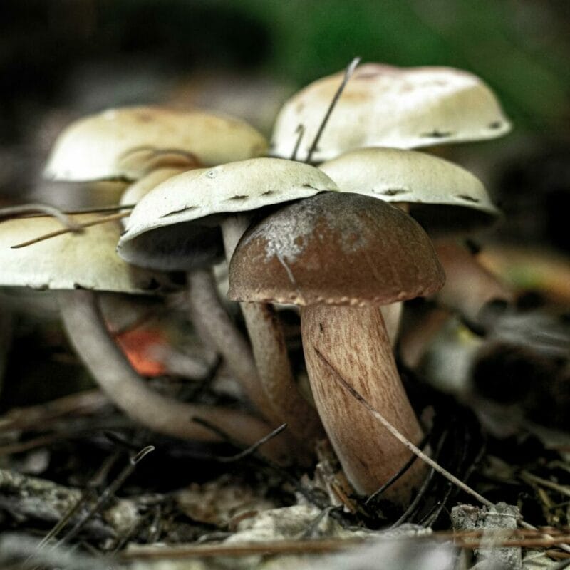 psilocybin mushroom | Organic Shroom Canada