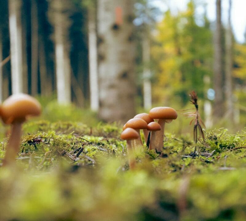 Magic Mushroom Dispensary | Organic Shroom Canada