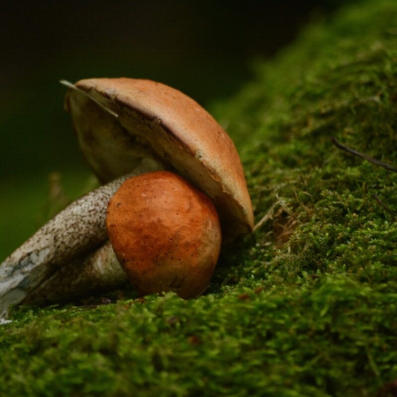 Mushroom Dispensary Vancouver | Organic Shroom Canada