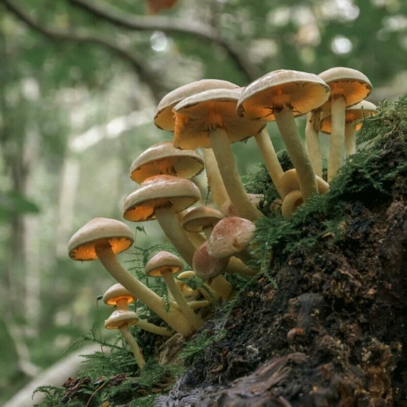 Shrooms online | Organic Shroom Canada