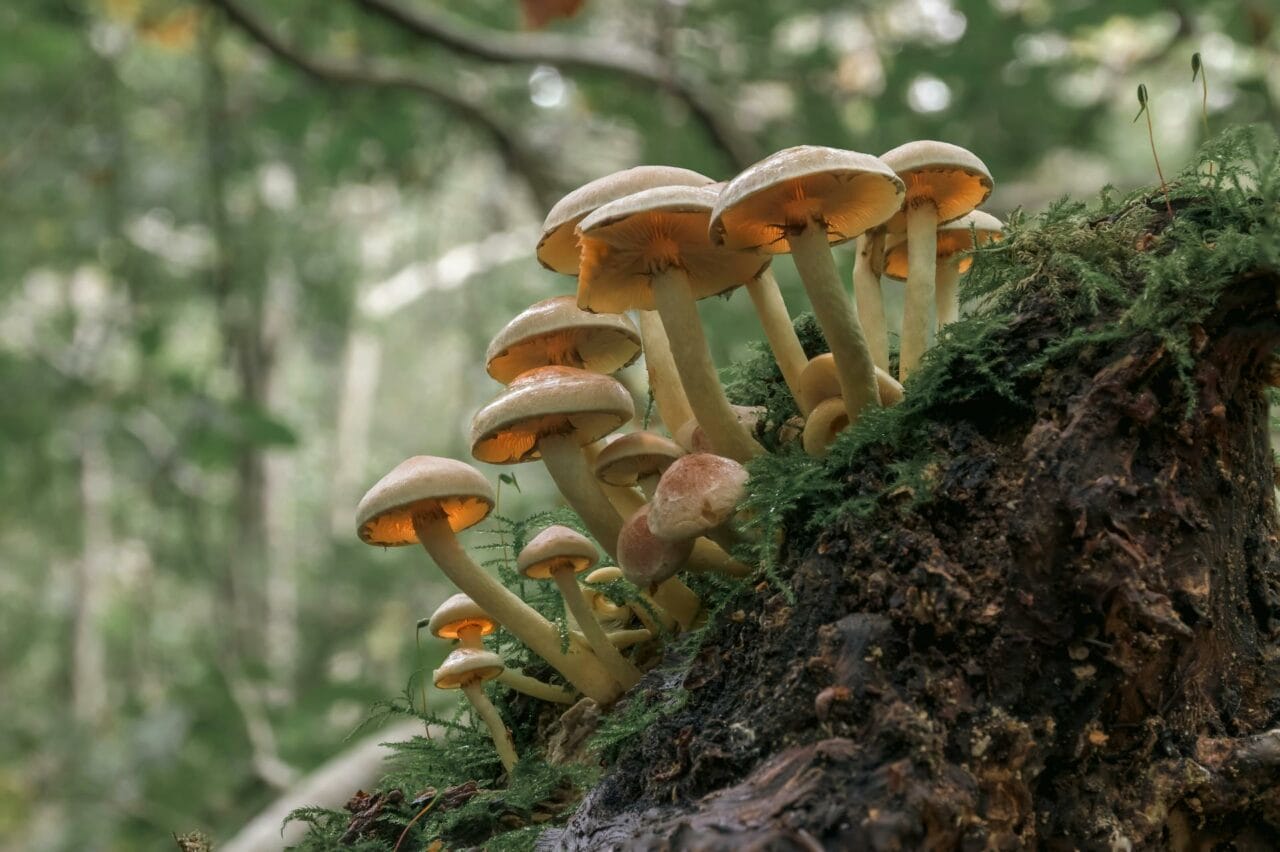 Psilocybin from Magic Mushrooms Enhances Sexual Performance and Satisfaction