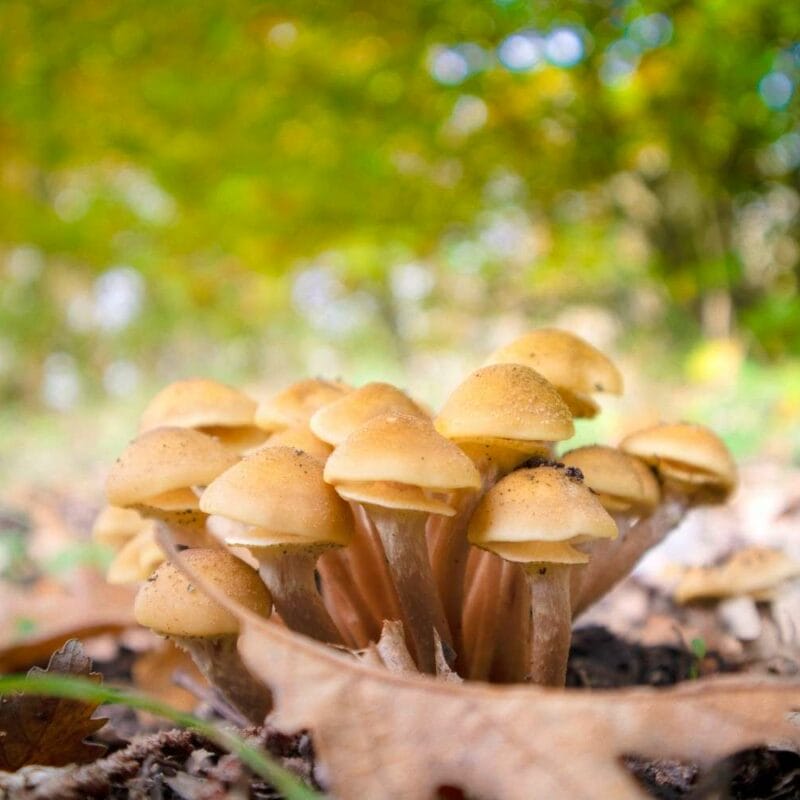 Shrooms Canada | Organic Shroom Canada