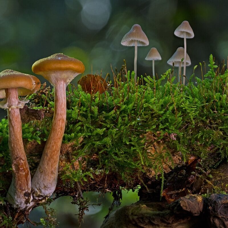 magic mushroom in Canada | Organic Shroom Canada