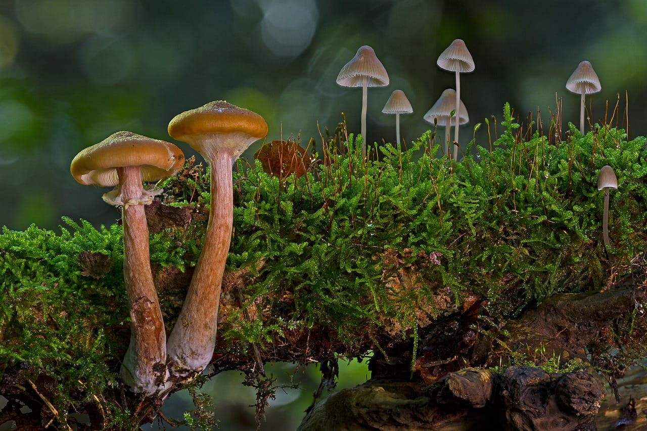 The Majority of Canadians, 80% to be Exact, Are in Favor of Using Psychedelic Mushrooms to Alleviate Existential Anxiety