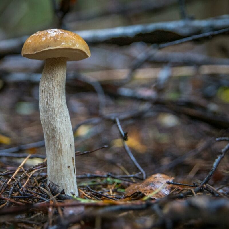 Shrooms online | Organic Shroom Canada