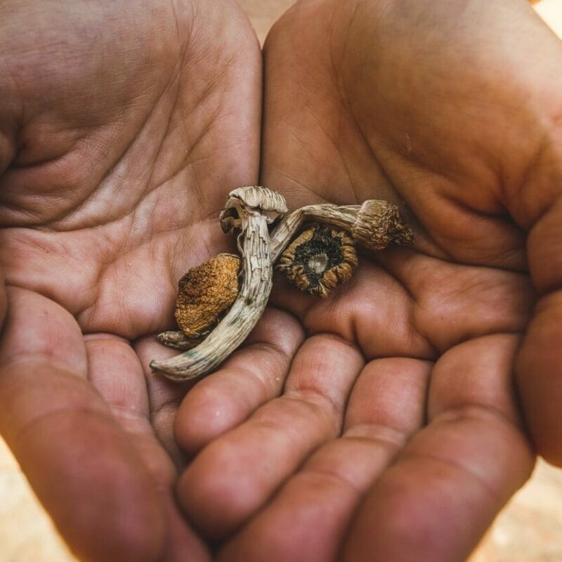 dried shrooms | Organic Shroom Canada