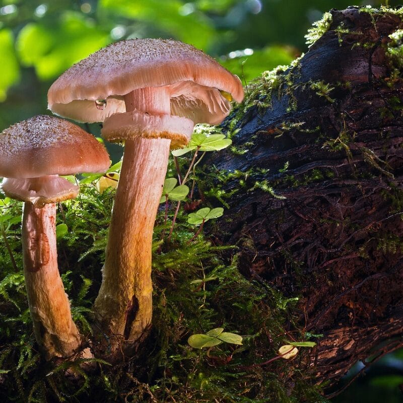 magic mushroom delivery | Organic Shroom Canada